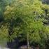 Acer Dissectum feathered, a mature, slow growing japanese maple tree for sale online UK