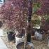 Acer Dissectum Garnet Feathered, mature trees for sale online at Paramount Plants, UK