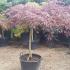 Acer Palmatum Dissectum Garnet, specimen tree trained as an umbrella shape, buy online UK