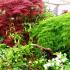 Acer Dissectum feathered trees on display at Chelsea Flower Show 