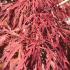 Acer Firecracker with brilliant red foliage in autumn