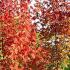 Acer Freemanii Autumn Blaze Freeman’s Maple, outstanding orange-red autumn colour