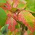 Acer Griseum, Autumn leaf colour detail, growing in an English garden