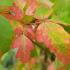 Acer Griseum, Autumn leaf colour detail, growing in an English garden