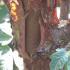 Acer Griseum, Paper Bark Maple Tree detail of peeling bark in Autumn