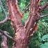 Acer Griseum, bark detail showing beautiful bronze bark peeling in Autumn