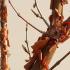 Acer Griseum also known as paperbark maple with attractive peeling coppery bark