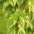 Acer Negundo Aureomarginatum Box Elder, a small deciduous tree with variegated foliage that will reach max 7 metres. Foliage has yellow-white coloured margin 