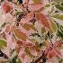 Acer Negundo Flamingo (Variegated Box Elder) for sale UK