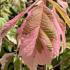 Acer negundo Flamingo with variegated pink and green foliage