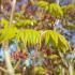 Acer Palmatum Japonicum Aconitifolium showing Spring foliage and seedheads