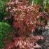 Acer Palmatum Atropurpureum, Japanese Acer Specialists, Paramount Plants and Gardens, London UK