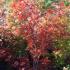 Acer Palmatum Atropupureum, Acer Specialists UK tree nursery - Acers for sale UK.