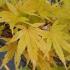 Acer Palmatum Aureum Japanese Maple with distinctive golden leaves