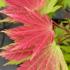 Acer palmatum Autumn Moon with vibrant orange yellow foliage