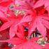 Acer Palmatum leaves in Autumn, showing vibrant crimson foliage