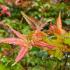 Acer palmatum Beni-Maiko Japanese Maple with vibrant red leaves