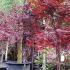 Japanese Acer Bloodgood various sizes growing at Paramount Plants buy online UK