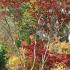 Acer Palmatum Bloodgood displaying Autumn leaf colours, growing at Paramount Plants nursery UK