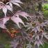 June detail of Acer Palmatum Bloodgood seedpods and early summer foliage colour