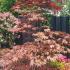 Acer Palmatum Bloodgood foliage in Springtime growing at Paramount Plants, UK nursery