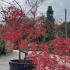 Unique Acer Palmatum Bloodgood tree, you buy the exact tree in the image, for sale online UK delivery