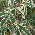 Acer palmatum Butterfly with variegated green and white leaves