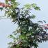 Acer Palmatum Chitoseyama tree for sale at Paramount Plants, buy online UK