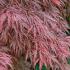 Acer Palmatum Crimson Queen. Acer Dissectum Crimson Queen for sale online with UK and Ireland delivery.