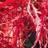 Acer Palmatum Dissectum Garnet, Autumn leaf colour, trees for sale online UK