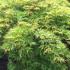 Acer Palmatum Dissectum, Acer Specialists, London Acer Plant centre - We sell online. 