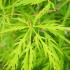 Acer palmatum Dissectum Flavescens with finely dissected vibrant green foliage.