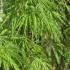 Acer Palmatum Dissectum Flavescens trees for sale online UK 