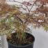 Acer Palmatum Dissectum Garnet 60-80 cm buy online UK.