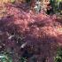 Acer Palmatum Dissectum Garnet Specimen Tree, Japanese Acers, London UK - for sale, nationwide delivery UK.