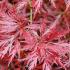 Orangeola Japanese Maple. Acer Palmatum Dissectum Orangeola buy UK