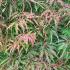 Acer ornatum with green and red foliage in summer