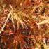 Acer Palmatum Dissectum Ornatum, Red Foliage for sale in London and online with nationwide delivery UK. 