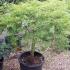 Acer Palmatum Dissectum Tall with stem, Buy Online UK 