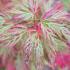 Acer palmatum Emerald Lace with green foliage turning red in autumn, close-up