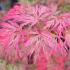 Acer palmatum Emerald Lace with vibrant red autumn foliage