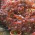 Acer Palmatum Fireglow, buy Japanese Acers online