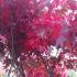 Acer Palmatum Fireglow in Autumn - beautiful bright red leaves, buy online UK