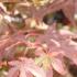 Foliage of Acer Palmatum Atropurpureum, London Tree Nursery, UK. Available to buy online UK.