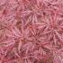 Acer Palmatum Dissectum Garnet Specimen Tree, Spring foliage colour