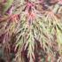 Acer palmatum Inaba Shidare Japanese Maple with deep red foliage