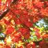 Canopy colours in Autumn Acer Palmatum Japonicum Aconitifolium tree UK