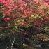 Acer Palmatum Japonicum Aconitifolium tree with Autumn foliage