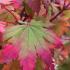 Acer palmatum japonicum Vitifolium Japanese Maple with autumn changing colours