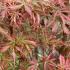 Acer palmatum Jerre Schwartz with pink and green spring foliage